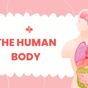 Anatomy Of The Human Body