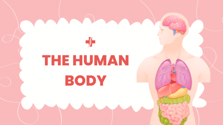 Anatomy Of The Human Body